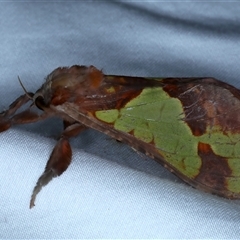 Aenetus ligniveren at Rosedale, NSW - 9 Nov 2024 09:26 PM