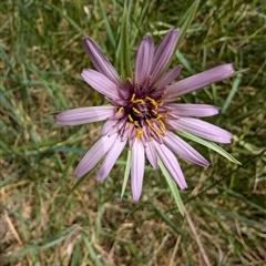 Tragopogon porrifolius (Salsify, Oyster Plant) at Lawson, ACT - 9 Nov 2024 by mroseby