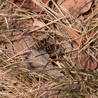 Villa sp. (genus) (Unidentified Villa bee fly) at Lawson, ACT - 9 Nov 2024 by mroseby