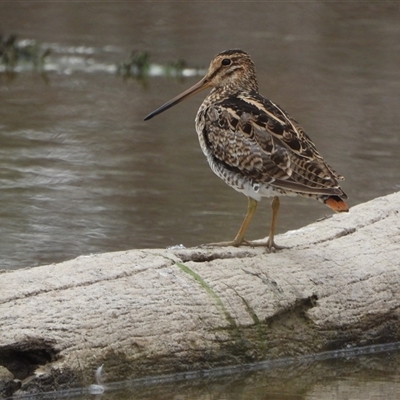 Gallinago hardwickii (Latham's Snipe) at Forde, ACT - 9 Nov 2024 by LinePerrins