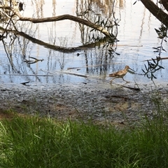 Gallinago hardwickii (Latham's Snipe) at Fyshwick, ACT - 9 Nov 2024 by LinePerrins