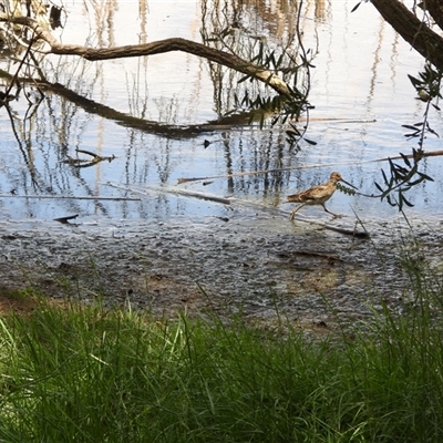 Gallinago hardwickii (Latham's Snipe) at Fyshwick, ACT - 9 Nov 2024 by LineMarie