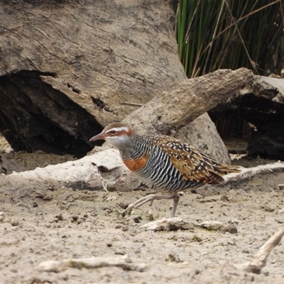 Gallirallus philippensis (Buff-banded Rail) at Forde, ACT - 9 Nov 2024 by LineMarie