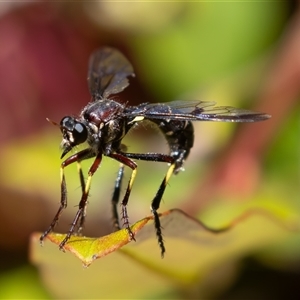 Daptolestes limbipennis at Symonston, ACT - 9 Nov 2024