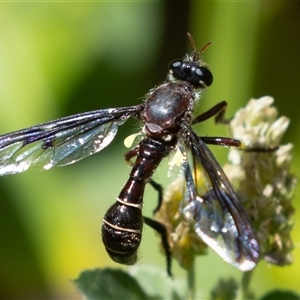 Daptolestes limbipennis at Symonston, ACT - 9 Nov 2024