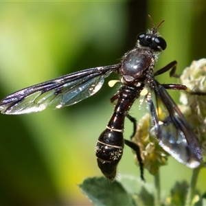 Daptolestes limbipennis at Symonston, ACT - 9 Nov 2024