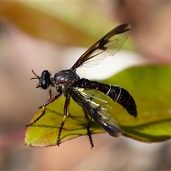 Daptolestes limbipennis at Symonston, ACT - 9 Nov 2024