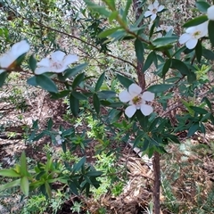 Leptospermum scoparium at West Coast, TAS - 8 Nov 2024 11:45 AM