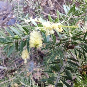 Acacia verticillata at West Coast, TAS - 8 Nov 2024