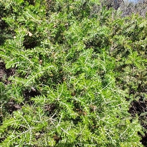 Acacia verticillata at West Coast, TAS - 8 Nov 2024