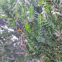 Acacia verticillata at West Coast, TAS - 8 Nov 2024 11:44 AM