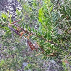 Acacia verticillata at West Coast, TAS - 8 Nov 2024