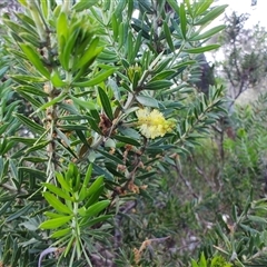 Acacia verticillata at West Coast, TAS - 8 Nov 2024