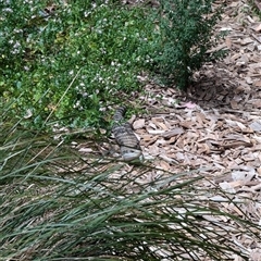 Tiliqua scincoides scincoides (Eastern Blue-tongue) at Mount Kembla, NSW - 10 Nov 2024 by BackyardHabitatProject