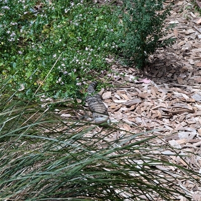 Tiliqua scincoides scincoides (Eastern Blue-tongue) at Mount Kembla, NSW - 10 Nov 2024 by BackyardHabitatProject