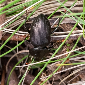 Adelium subdepressum at Uriarra, NSW - 3 Nov 2024