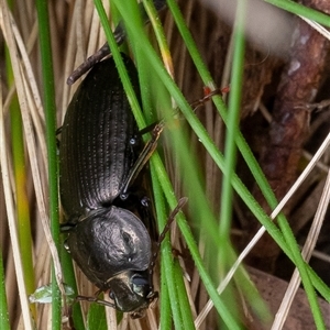 Adelium subdepressum at Uriarra, NSW - 3 Nov 2024