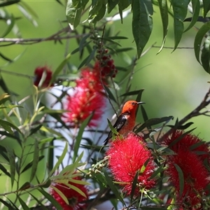 Myzomela sanguinolenta at Penrose, NSW - suppressed