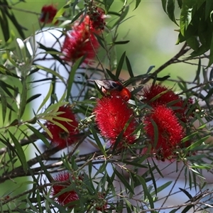 Myzomela sanguinolenta at Penrose, NSW - suppressed