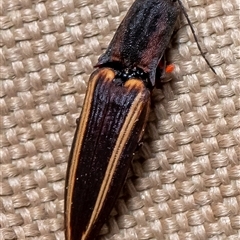 Wynarka sylvestre (Click Beetle) at Uriarra, NSW - 3 Nov 2024 by Sarah2019