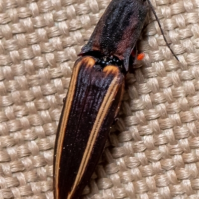 Wynarka sylvestre (Click Beetle) at Uriarra, NSW - 2 Nov 2024 by Sarah2019