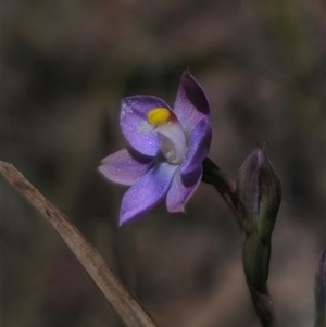 Thelymitra pauciflora at Captains Flat, NSW - 10 Nov 2024