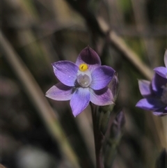 Thelymitra pauciflora at Captains Flat, NSW - 10 Nov 2024