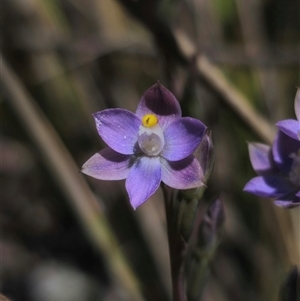 Thelymitra pauciflora at Captains Flat, NSW - 10 Nov 2024