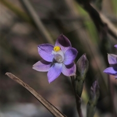 Thelymitra pauciflora at Captains Flat, NSW - 10 Nov 2024