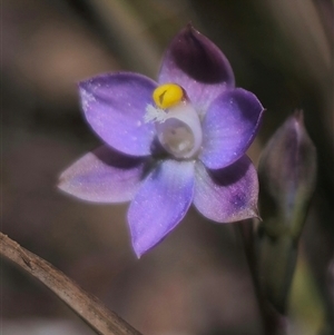 Thelymitra pauciflora at Captains Flat, NSW - 10 Nov 2024