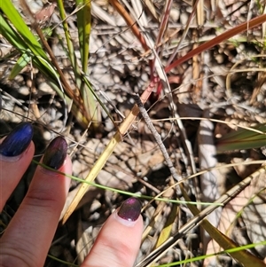 Thelymitra pauciflora at Captains Flat, NSW - 10 Nov 2024