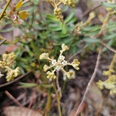 Astrotricha ledifolia (Common Star-hair) at Captains Flat, NSW - 10 Nov 2024 by Csteele4