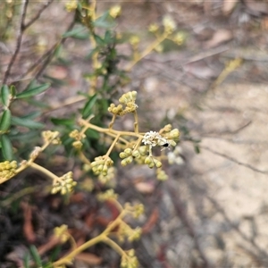 Astrotricha ledifolia at Captains Flat, NSW - 10 Nov 2024 11:54 AM