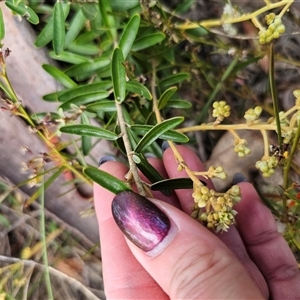 Astrotricha ledifolia at Captains Flat, NSW - 10 Nov 2024 11:54 AM