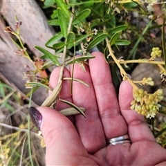 Astrotricha ledifolia at Captains Flat, NSW - 10 Nov 2024