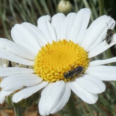 Lasioglossum (Homalictus) sphecodoides (Furrow Bee) at Fyshwick, ACT - 9 Nov 2024 by actforbees