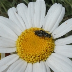 Lasioglossum (Homalictus) sphecodoides at Fyshwick, ACT - 9 Nov 2024