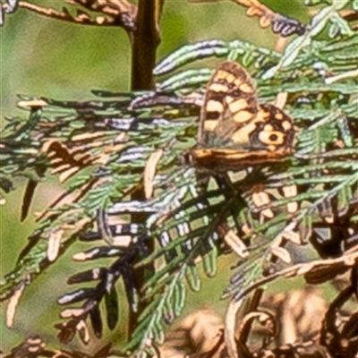 Heteronympha merope at Uriarra, NSW - 3 Nov 2024 by Sarah2019