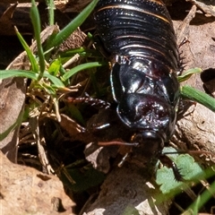 Panesthia australis (Common wood cockroach) at Uriarra, NSW - 3 Nov 2024 by Sarah2019