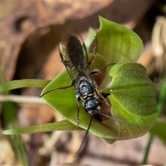 Unidentified Flower wasp (Scoliidae or Tiphiidae) at Uriarra, NSW - 3 Nov 2024 by Sarah2019