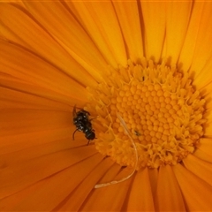 Lasioglossum (Homalictus) sphecodoides (Furrow Bee) at Fyshwick, ACT - 9 Nov 2024 by actforbees