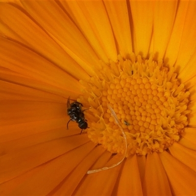 Lasioglossum (Homalictus) sphecodoides (Furrow Bee) at Fyshwick, ACT - 9 Nov 2024 by actforbees