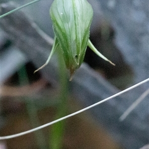 Pterostylis nutans at Uriarra, NSW - suppressed