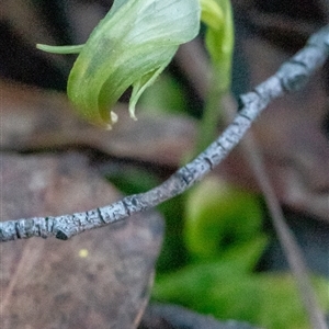 Pterostylis nutans at Uriarra, NSW - suppressed