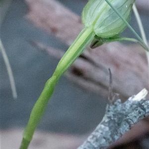 Pterostylis nutans at Uriarra, NSW - suppressed