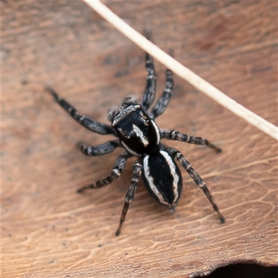 Jotus frosti (Frost's jumping spider) at Uriarra, NSW - 3 Nov 2024 by Sarah2019