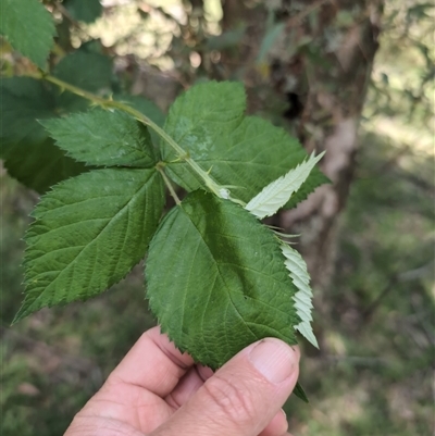 Rubus anglocandicans (Blackberry) at Wee Jasper, NSW - 10 Nov 2024 by Wildlifewarrior80