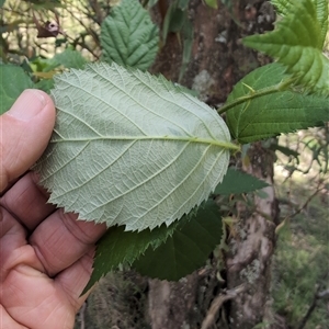 Rubus anglocandicans at Wee Jasper, NSW - 10 Nov 2024