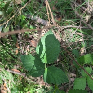 Rubus anglocandicans at Wee Jasper, NSW - 10 Nov 2024