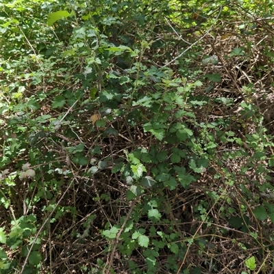 Rubus anglocandicans (Blackberry) at Wee Jasper, NSW - 10 Nov 2024 by Wildlifewarrior80